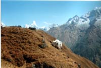 Yakweiden bestimmen das Bild im Khumbu